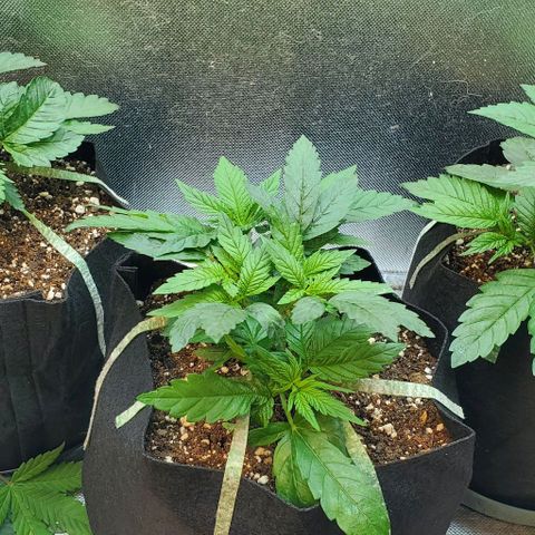 HOG growlog timeline photo