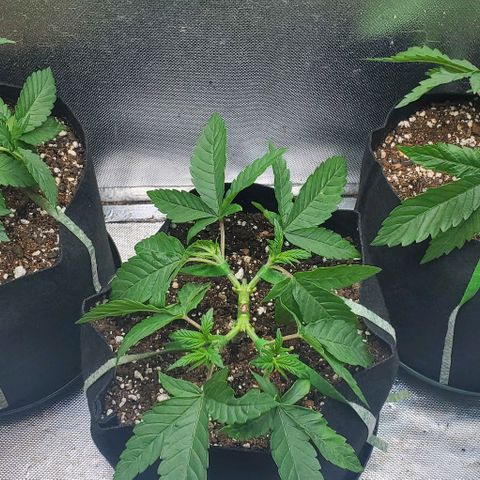 HOG growlog timeline photo