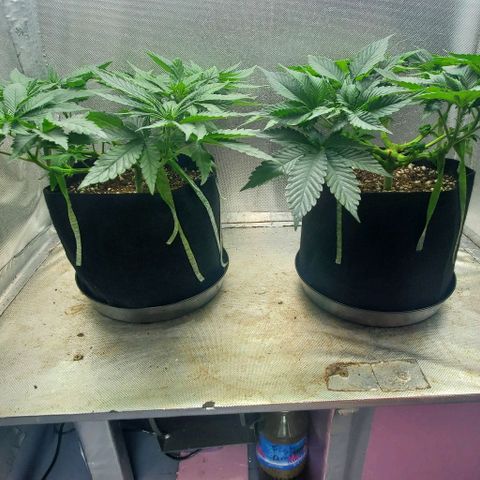 HOG growlog timeline photo