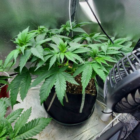 HOG growlog timeline photo