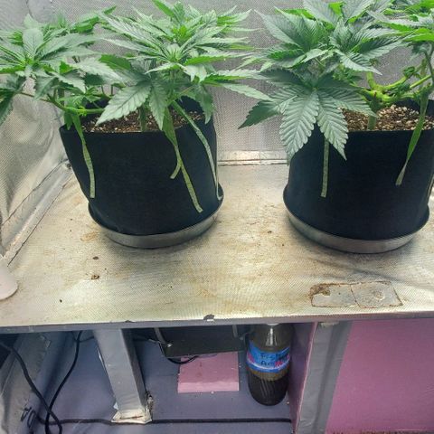 HOG growlog timeline photo