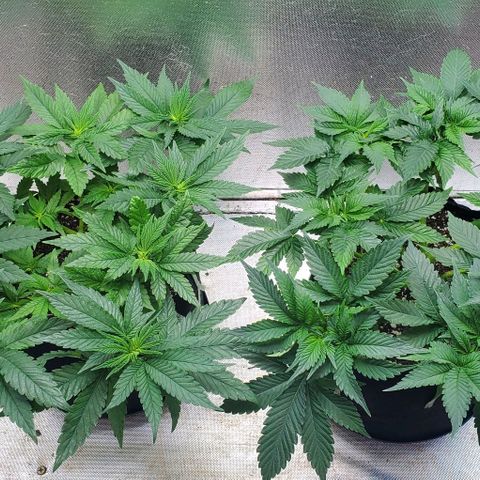 HOG growlog timeline photo