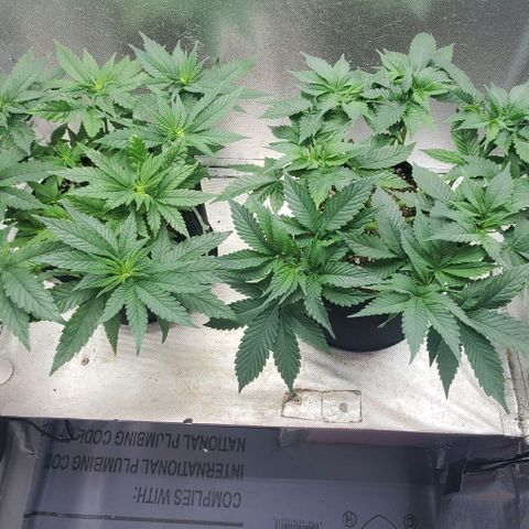 HOG growlog timeline photo
