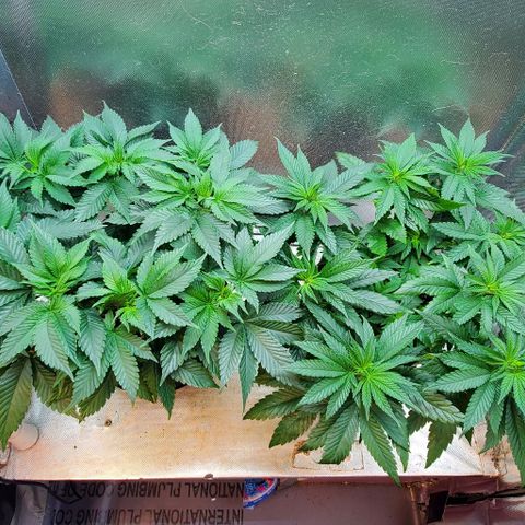 HOG growlog timeline photo