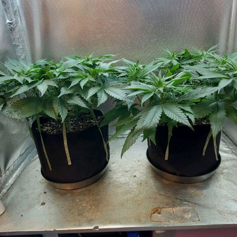 HOG growlog timeline photo