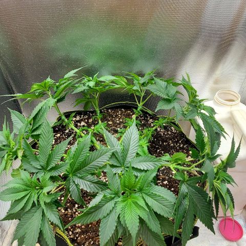 HOG growlog timeline photo