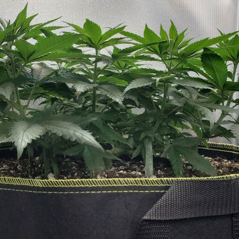 HOG growlog timeline photo