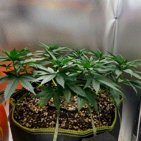 HOG growlog timeline photo