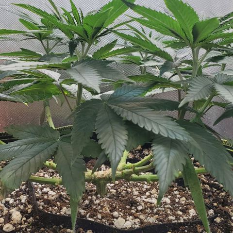 HOG growlog timeline photo