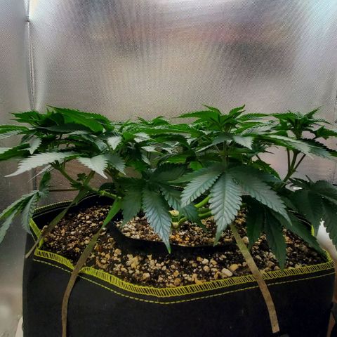 HOG growlog timeline photo