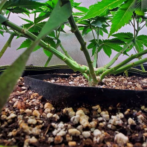 HOG growlog timeline photo