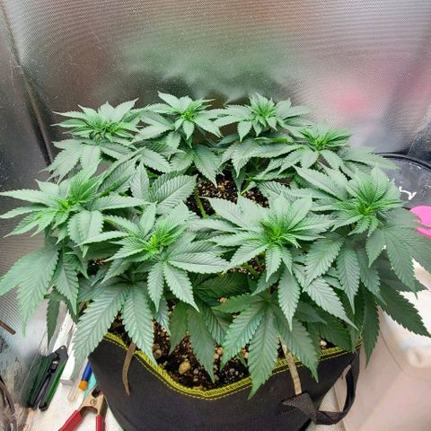 HOG growlog timeline photo