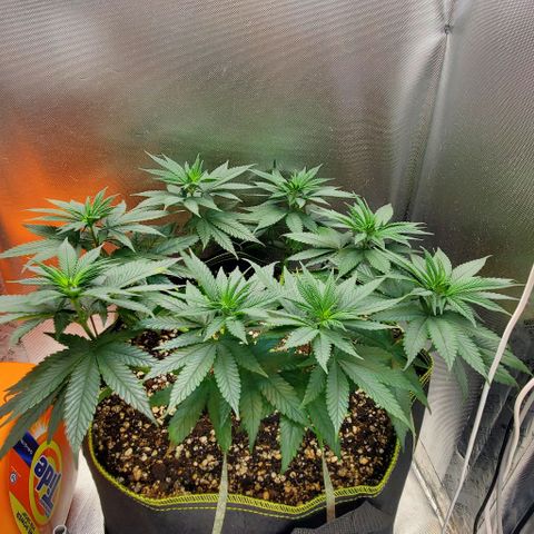 HOG growlog timeline photo