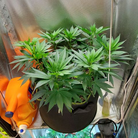 HOG growlog timeline photo