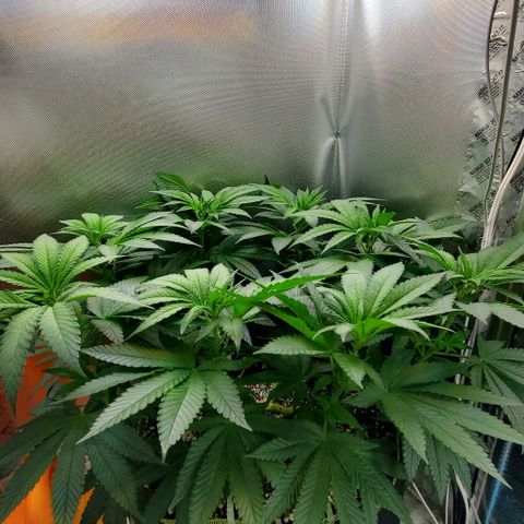 HOG growlog timeline photo