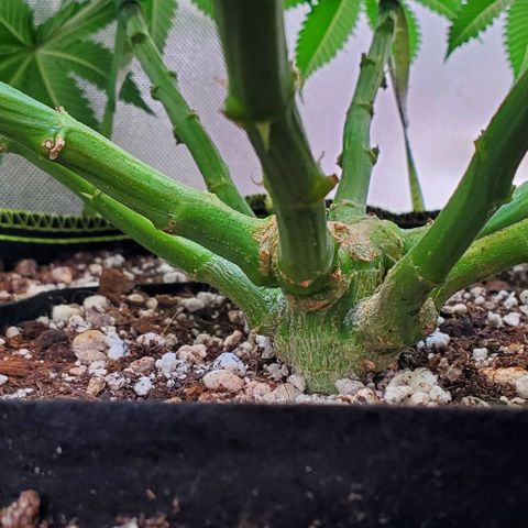 HOG growlog timeline photo