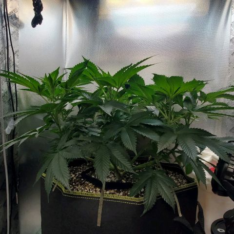 HOG growlog timeline photo