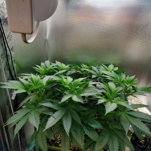 HOG growlog timeline photo