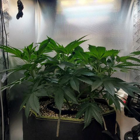 HOG growlog timeline photo