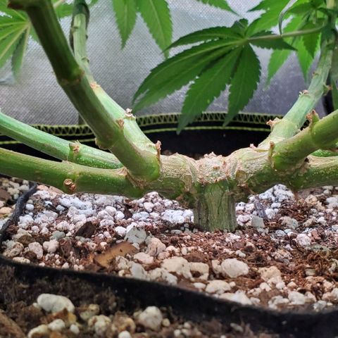 HOG growlog timeline photo