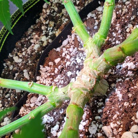 HOG growlog timeline photo