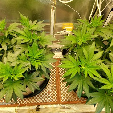 HOG growlog timeline photo