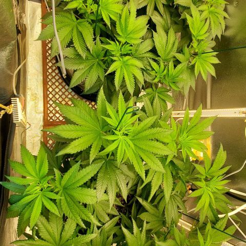 HOG growlog timeline photo