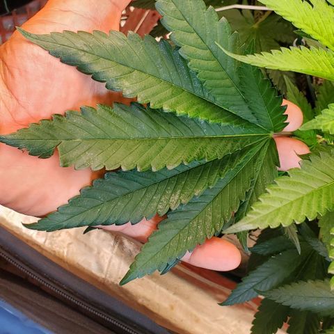 HOG growlog timeline photo