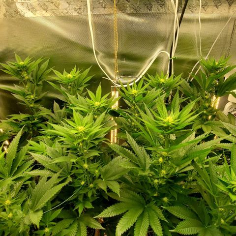 HOG growlog timeline photo