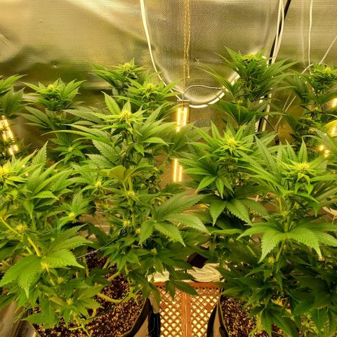 HOG growlog timeline photo