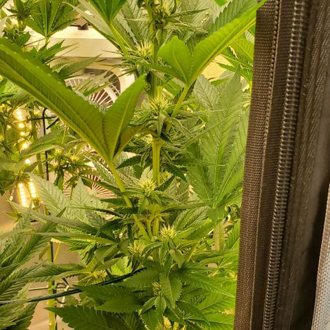 HOG growlog timeline photo