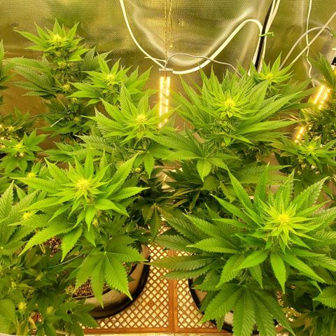 HOG growlog timeline photo