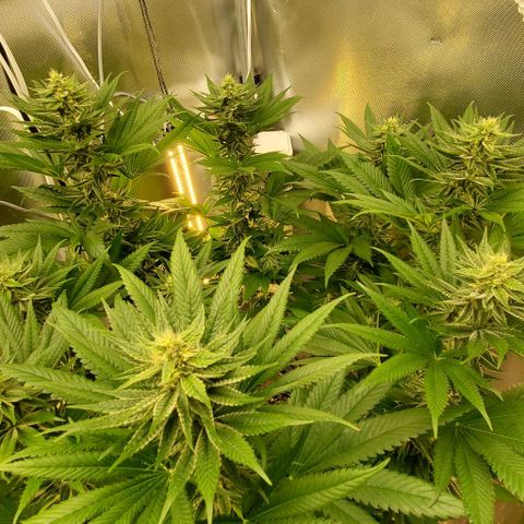 HOG growlog timeline photo