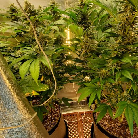 HOG growlog timeline photo