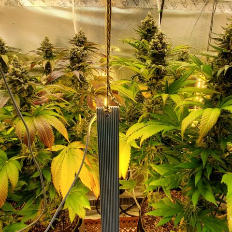 HOG growlog timeline photo