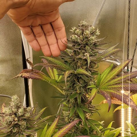 HOG growlog timeline photo