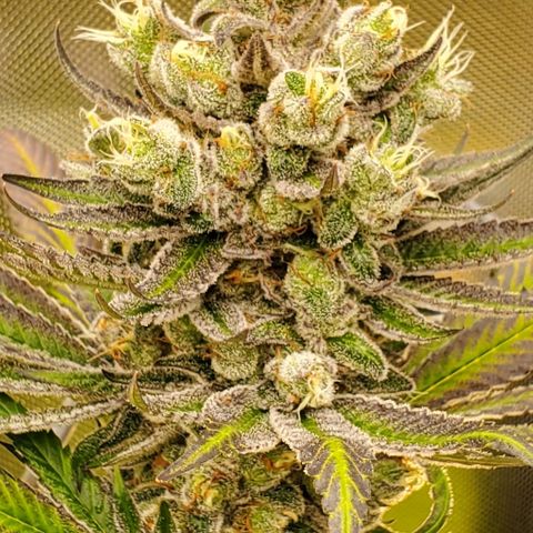 HOG growlog timeline photo