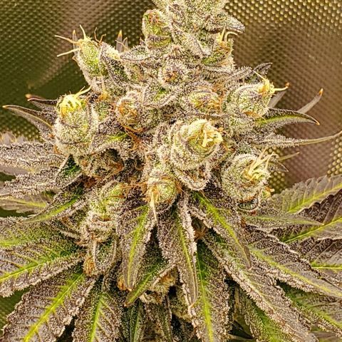 HOG growlog timeline photo