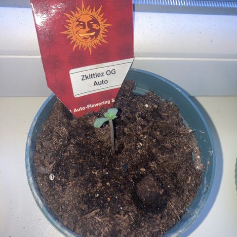 Zkittlez OG Auto growlog timeline photo