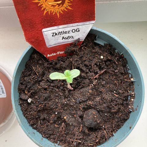 Zkittlez OG Auto growlog timeline photo