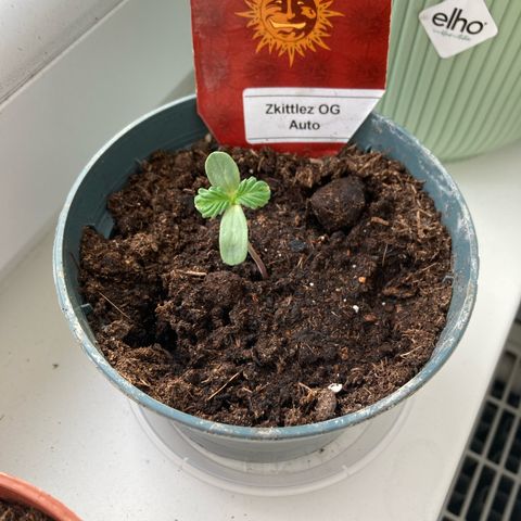Zkittlez OG Auto growlog timeline photo