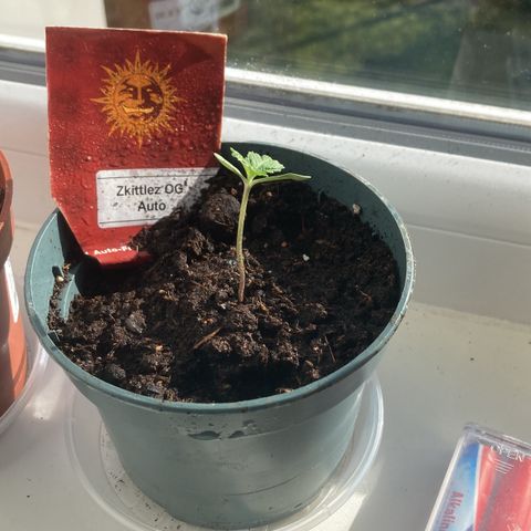 Zkittlez OG Auto growlog timeline photo