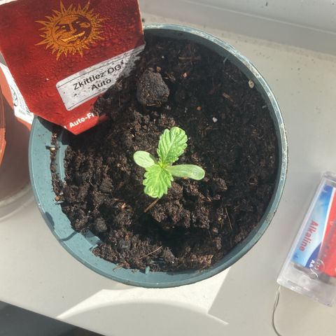 Zkittlez OG Auto growlog timeline photo
