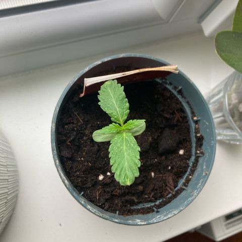 Zkittlez OG Auto growlog timeline photo