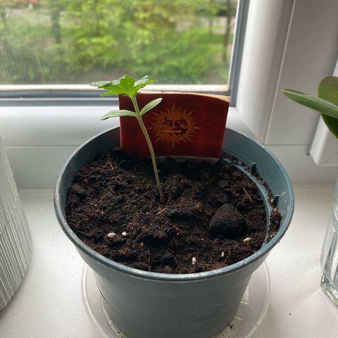 Zkittlez OG Auto growlog timeline photo