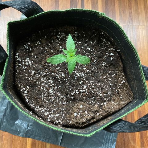 Zkittlez OG Auto growlog timeline photo