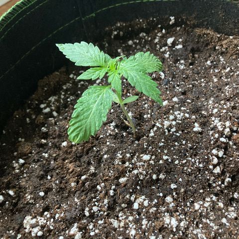 Zkittlez OG Auto growlog timeline photo
