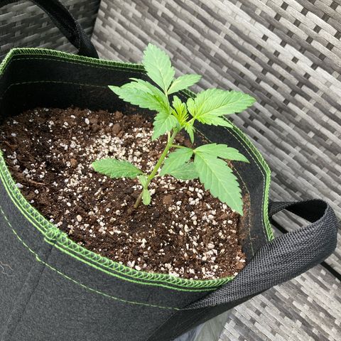 Zkittlez OG Auto growlog timeline photo