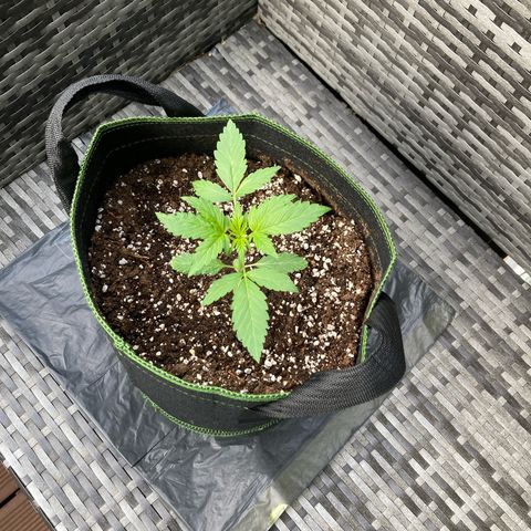 Zkittlez OG Auto growlog timeline photo