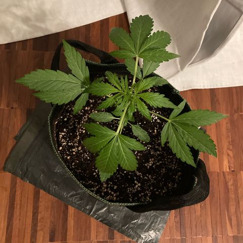 Zkittlez OG Auto growlog timeline photo